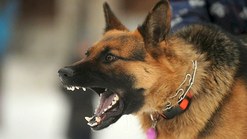 Black German shepherd sheepdog barking