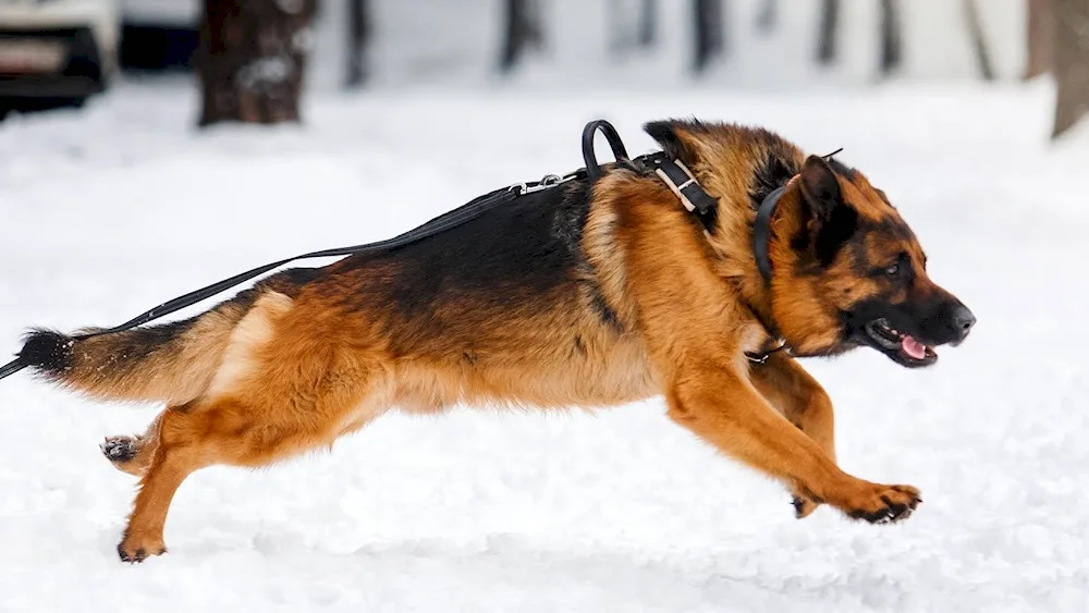 Doberman vs German Shepherd