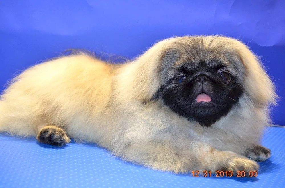 Pekingese dog