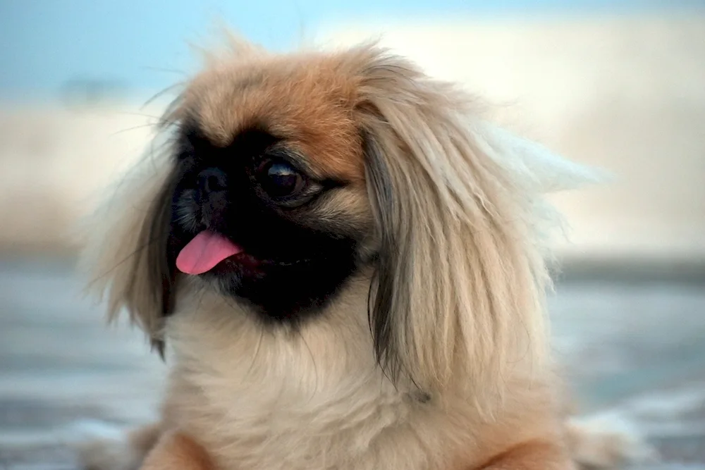 Dwarf Pekingese