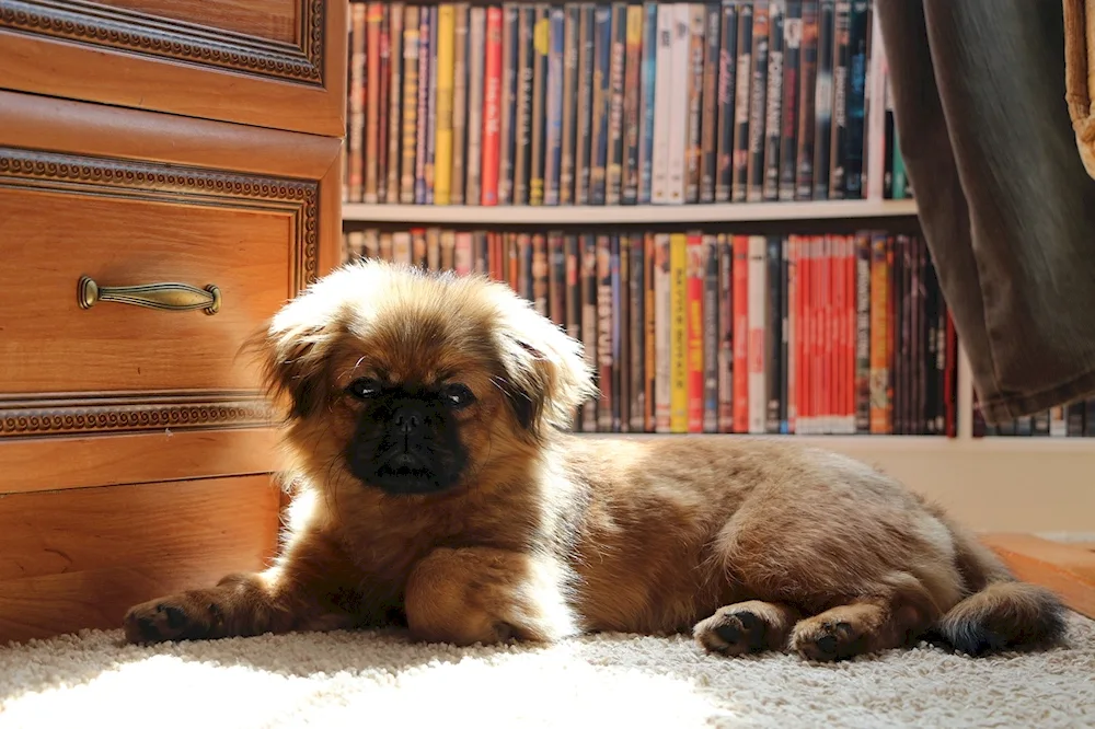 Pekingese red