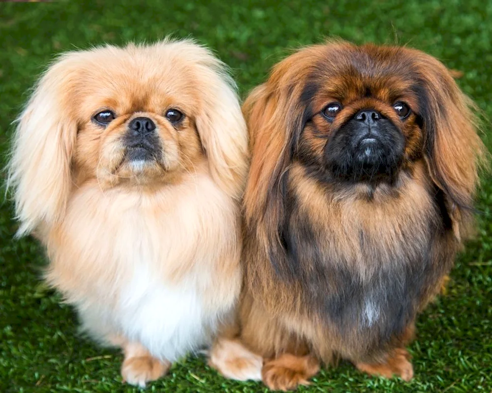 Pekingese