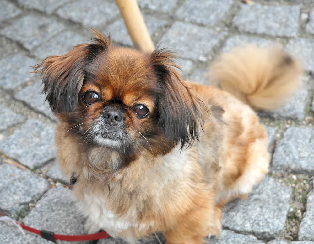 Pekingese