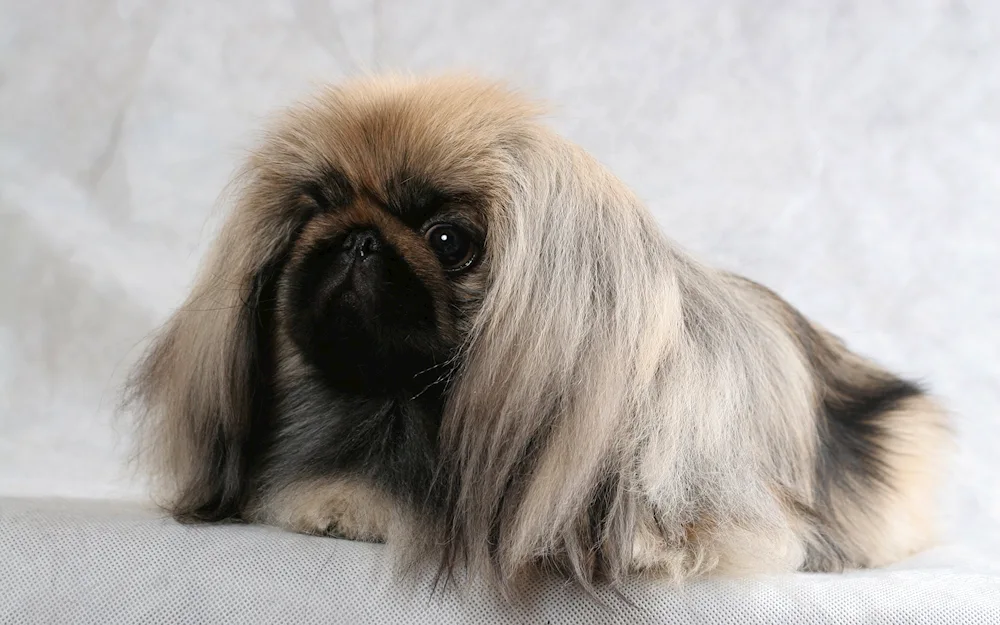 Pekingese dog