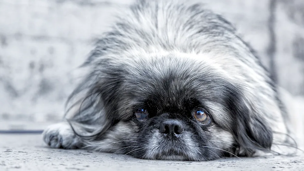 Pekingese light-coloured