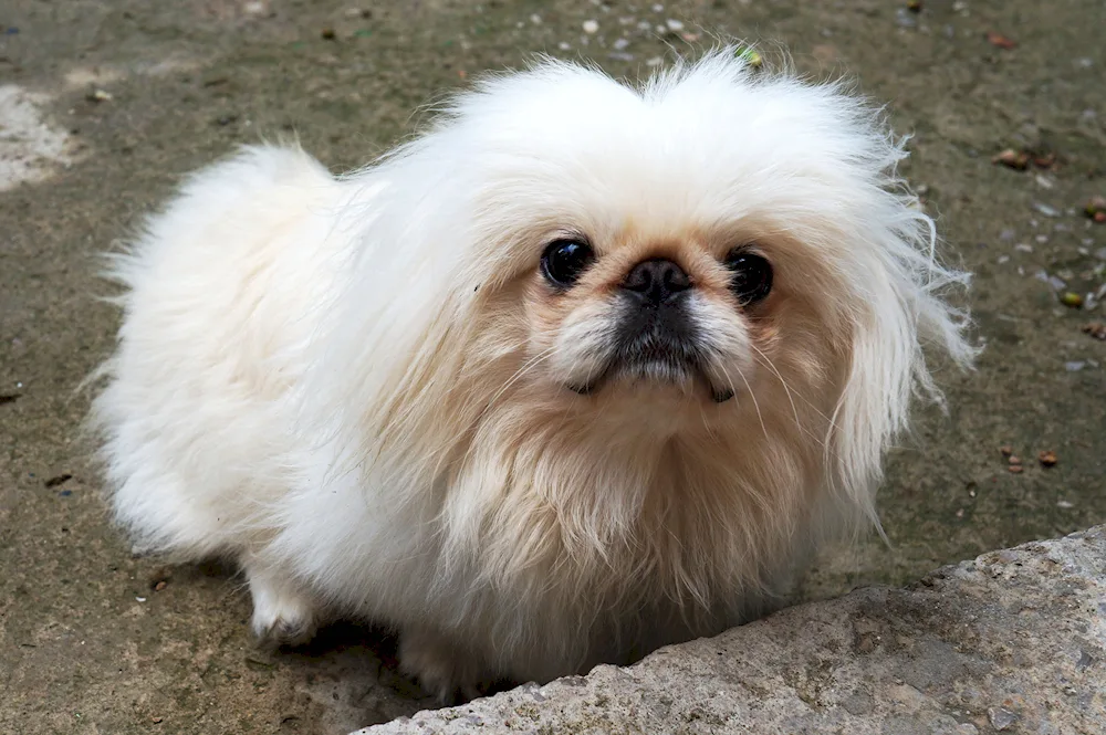 Pekingese dog breeds