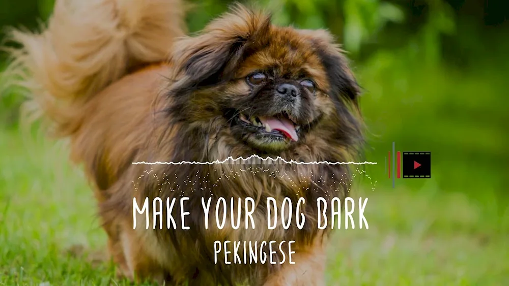 Pekingese dog