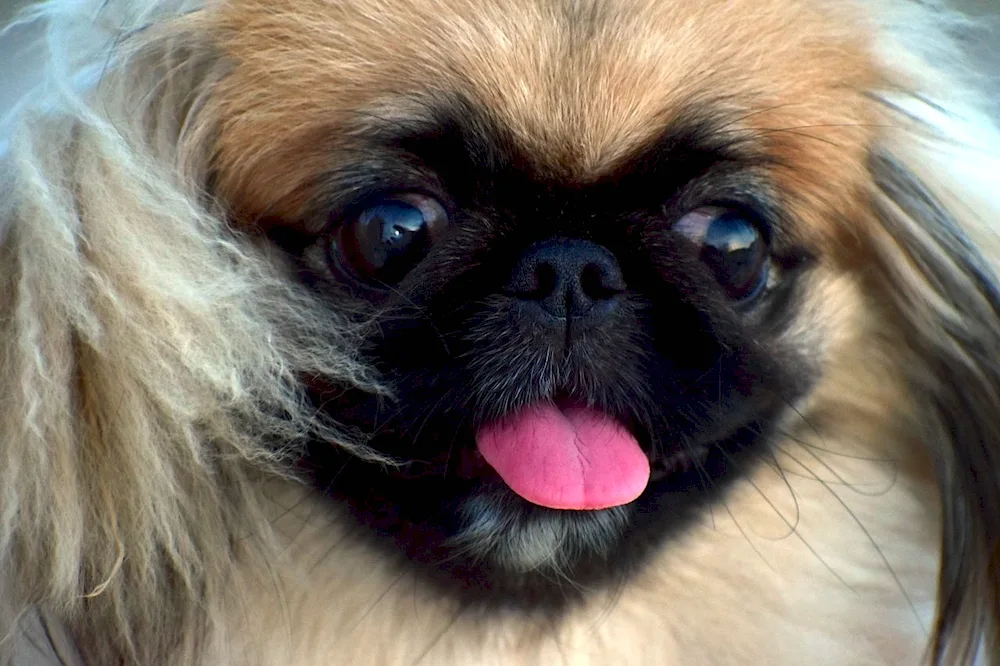 Pekingese breed dog