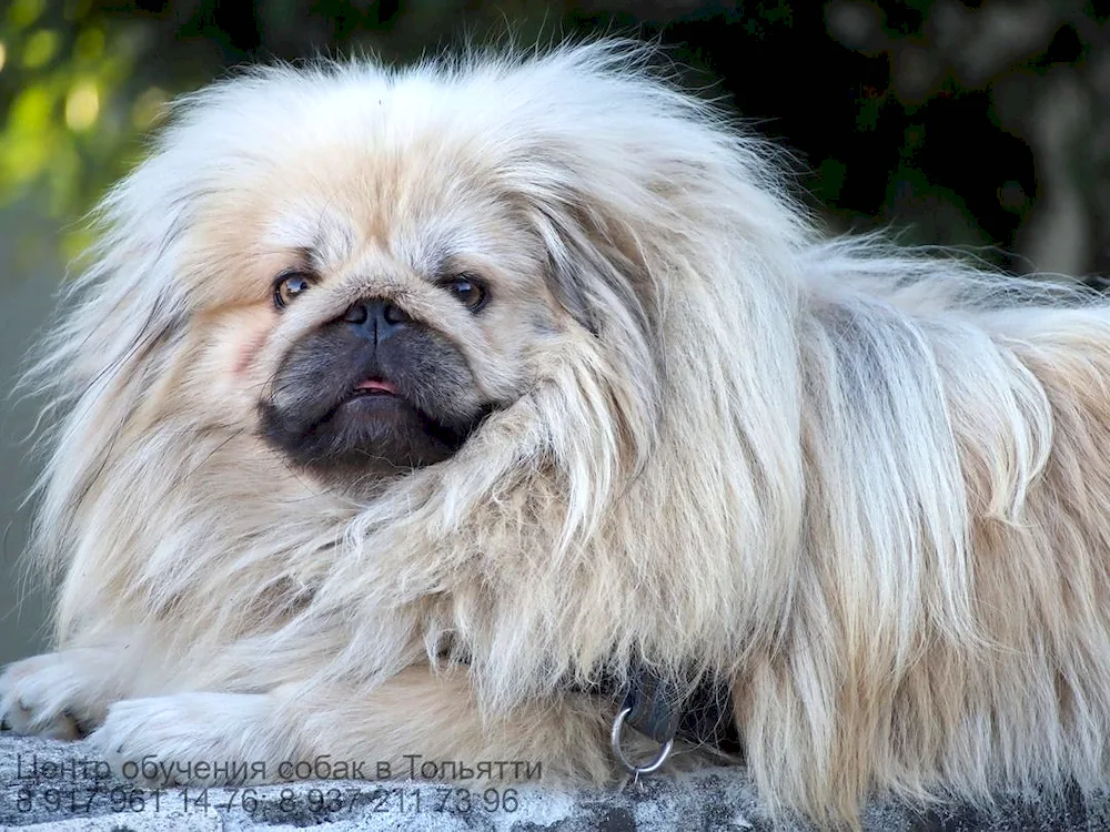 Pekingese dog breed dog