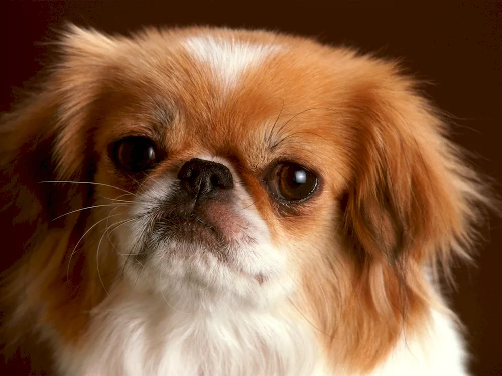 Dwarf Pekingese