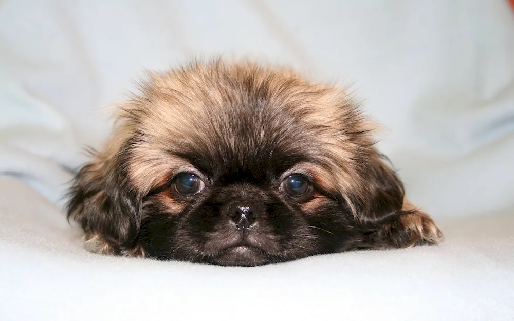 King Pekingese black