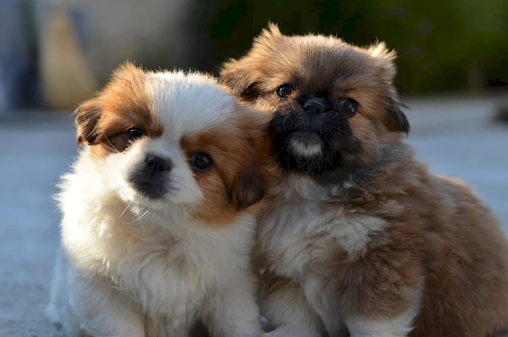 Dwarf Pekingese dog