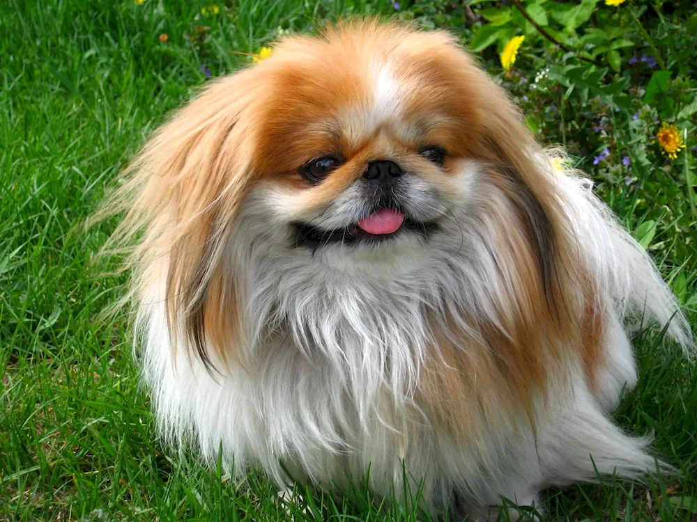 Pekingese dog