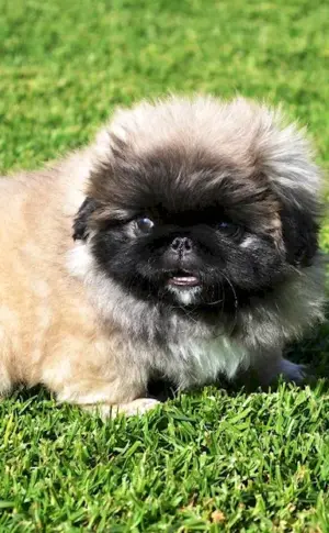 Pekingese dog