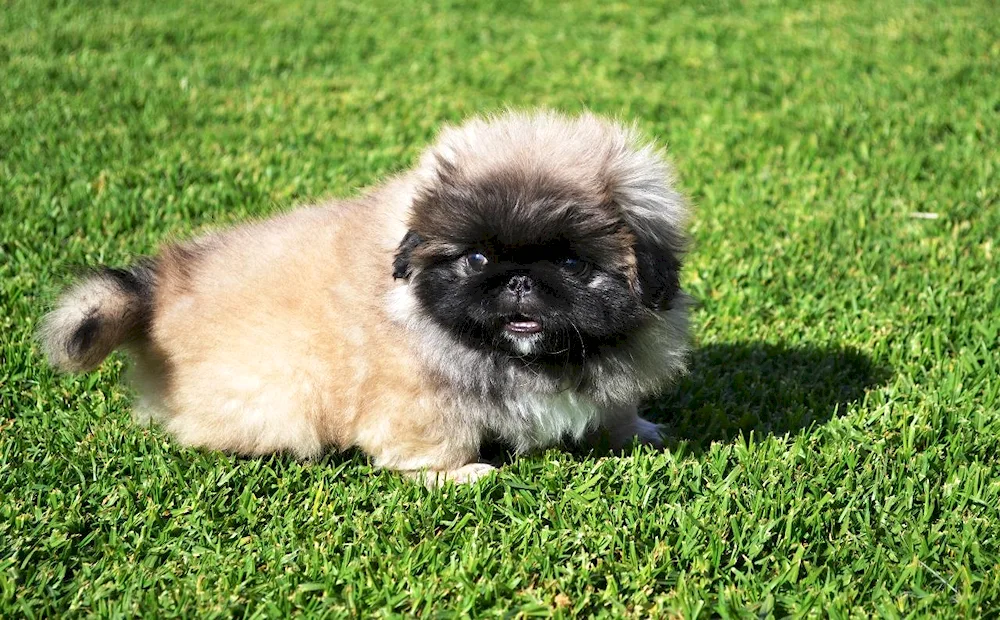 Pekingese dog