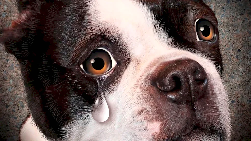 Dog crying