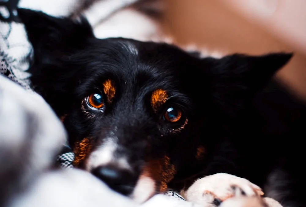 Heterochromia of eyes in dogs