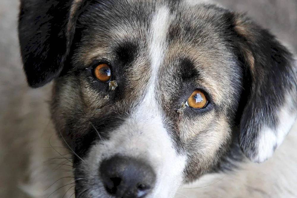 Heterochromia of eyes in dogs