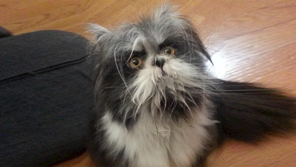 Persian long-haired chinchilla