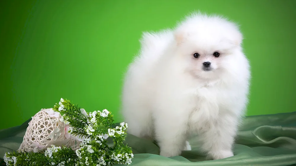 Dog Pomeranian Spitz white