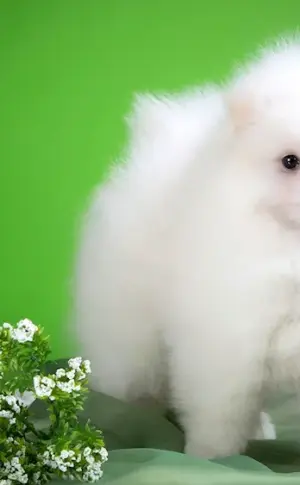 Dog Pomeranian Spitz White