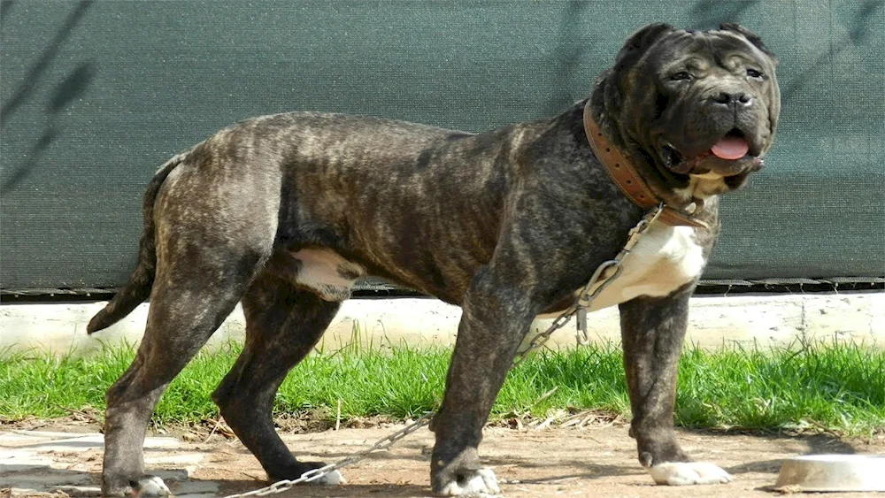 American Staffordshire Terrier