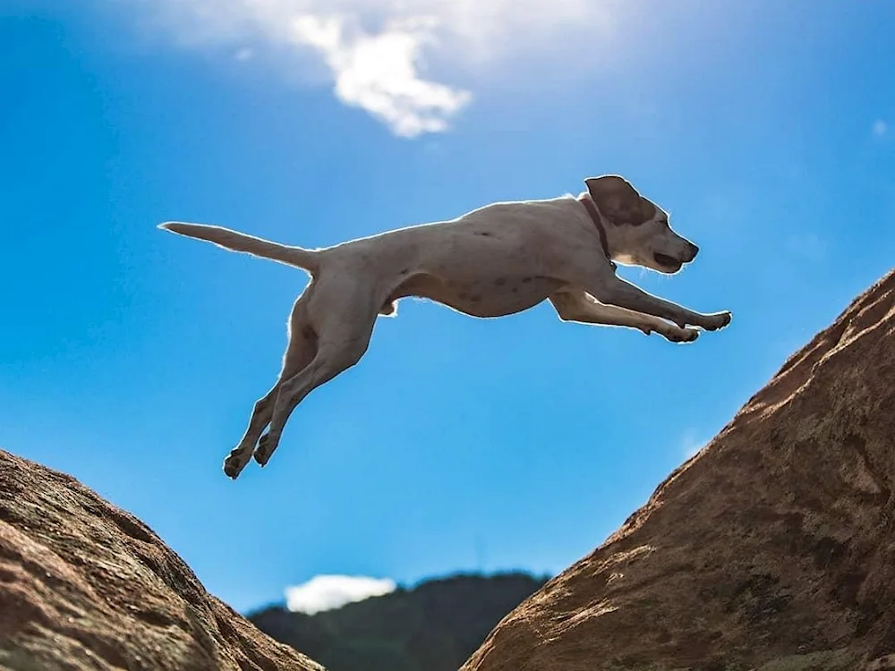 Dog jumping