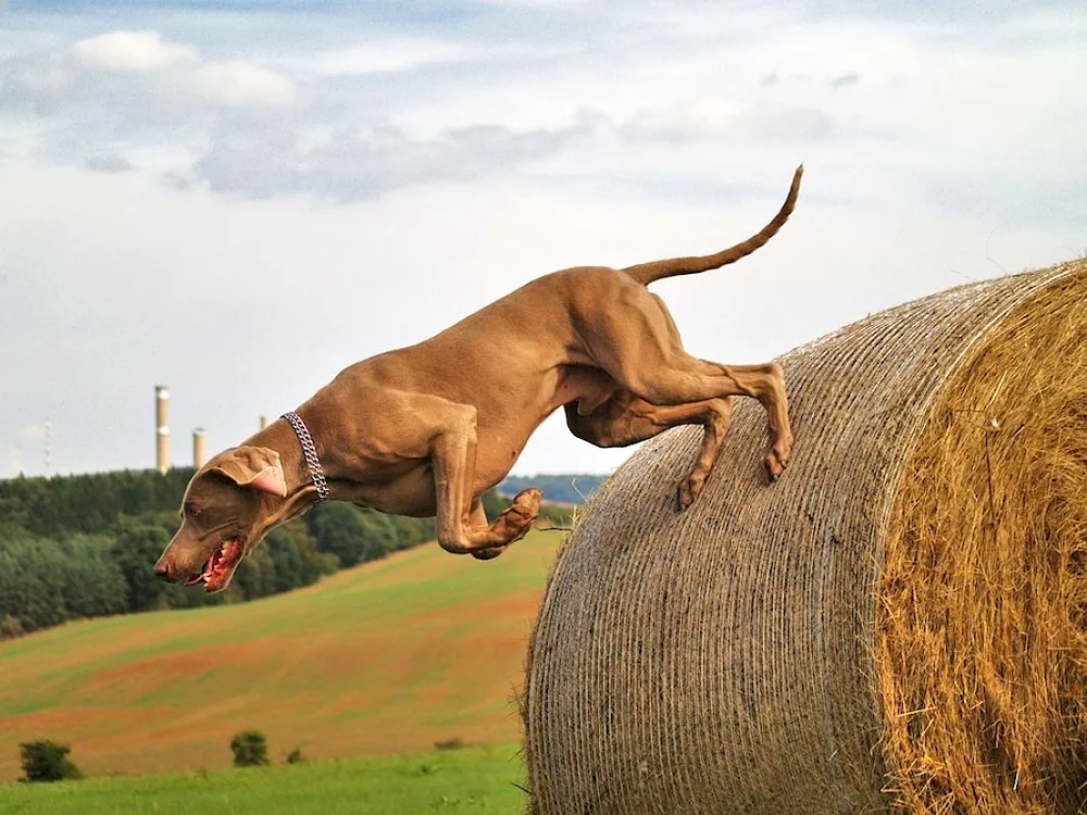 Dog jumping