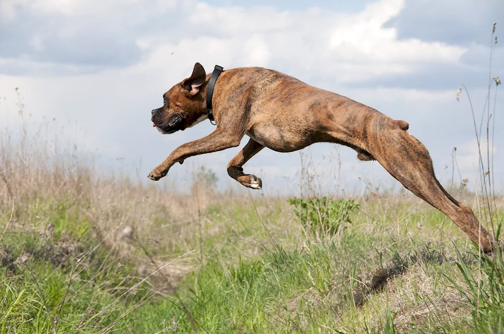 Dog jumping