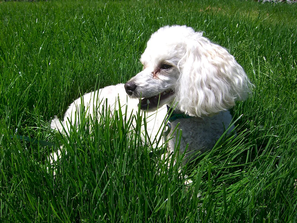 Dwarf poodle white