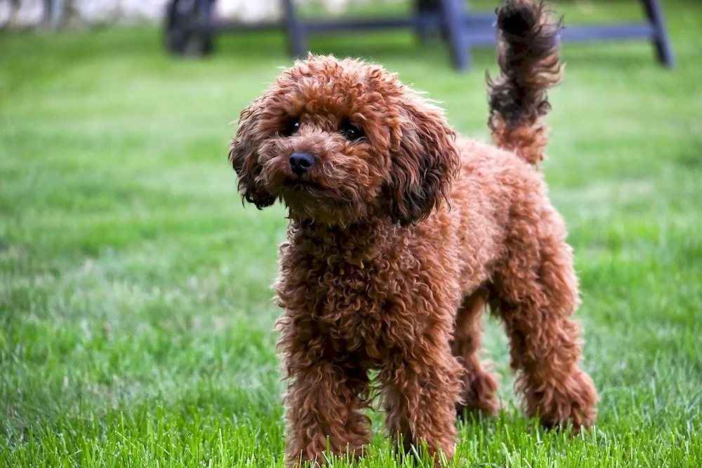 Dwarf poodle