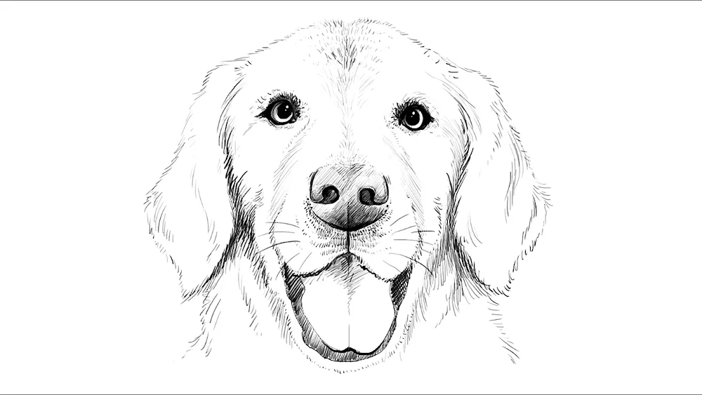 Cute doggy drawing