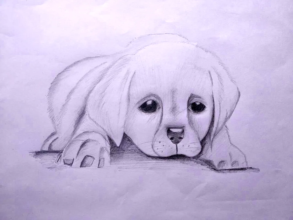 Dog drawing