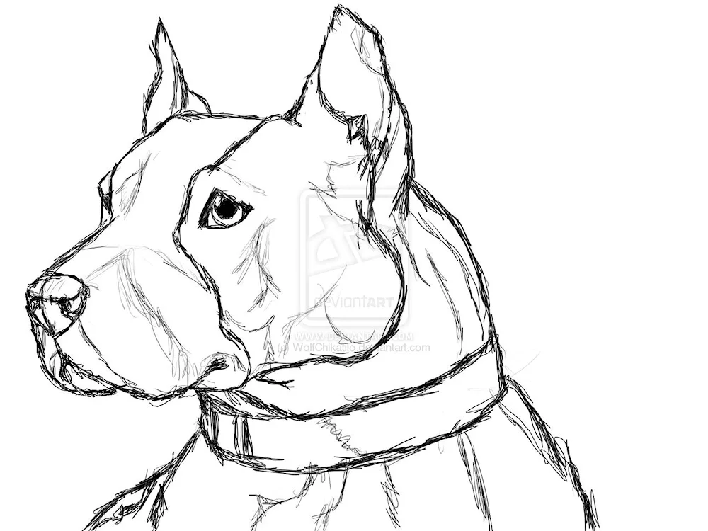 Drawing pictures for drawing a dog pencil