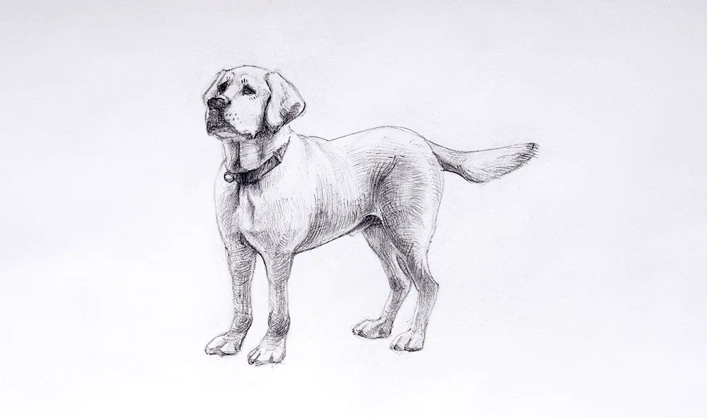 Dog drawing