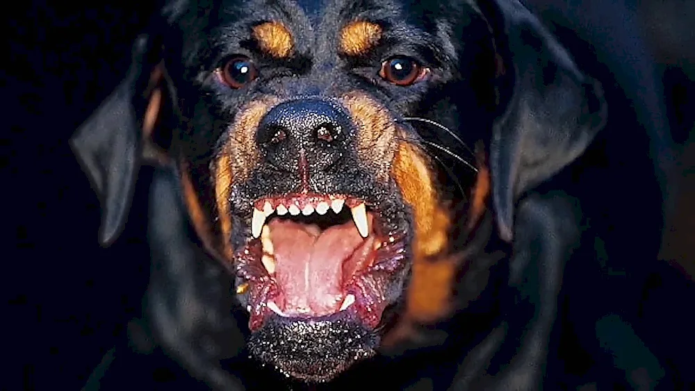 Eastern European sheepdog stunned