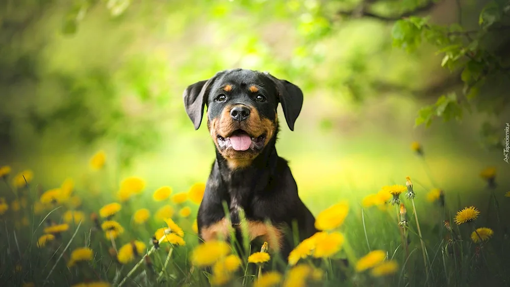 Dog Rottweiler