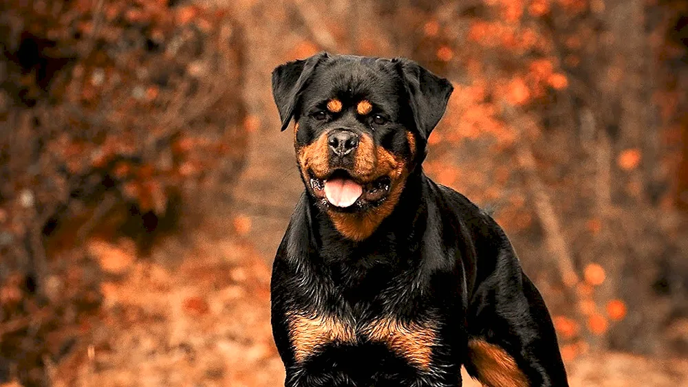 Mini Rottweiler