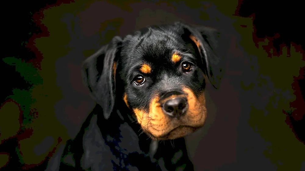 Dog Rottweiler