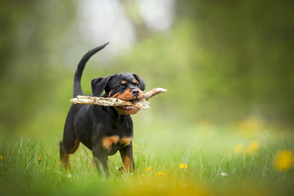 Rottweiler dog