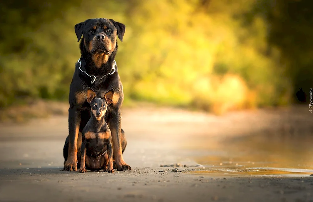 Rottweiler dog