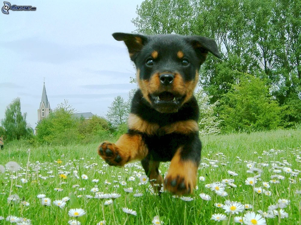 Dog Rottweiler