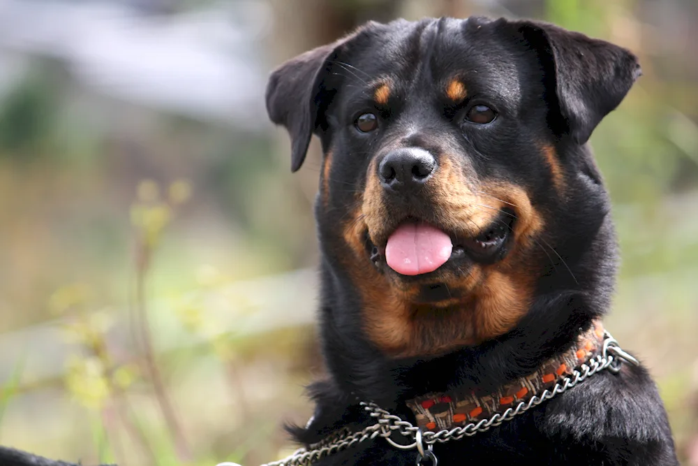 Golden Rottweiler