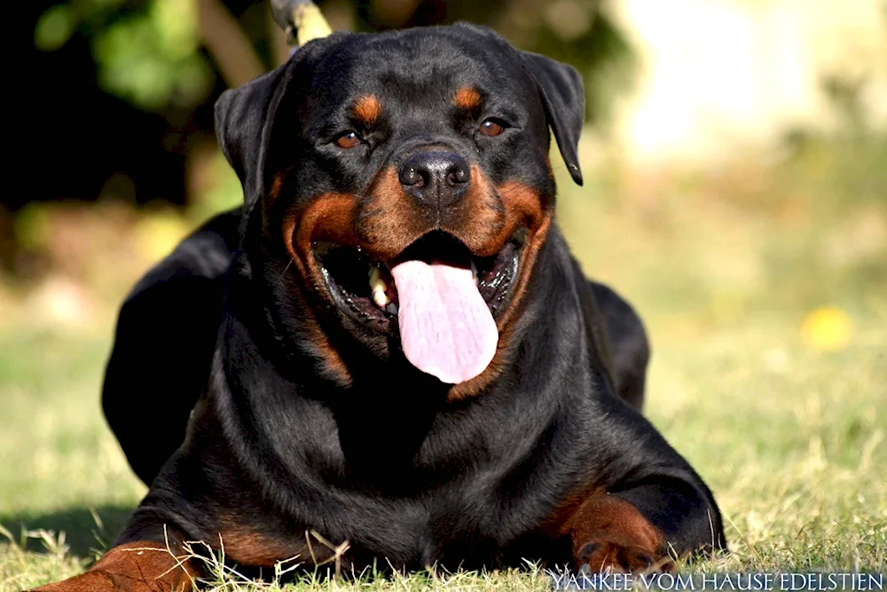 Dog Rottweiler