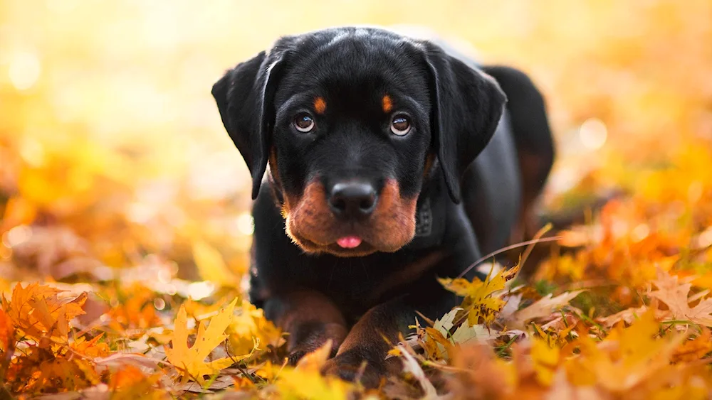 Rottweiler