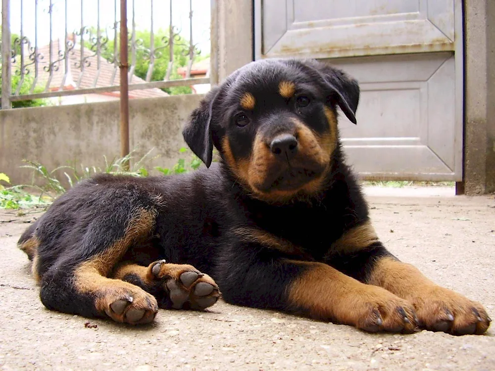 Dog Rottweiler