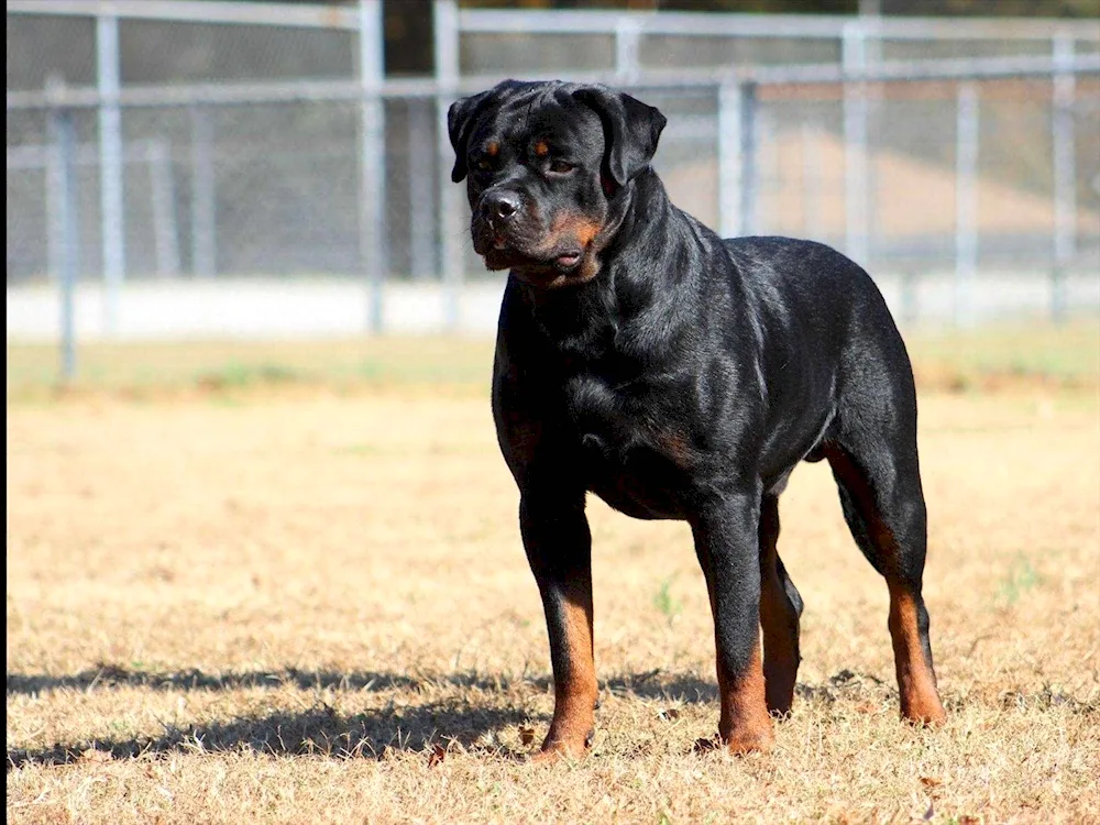 Dog Rottweiler