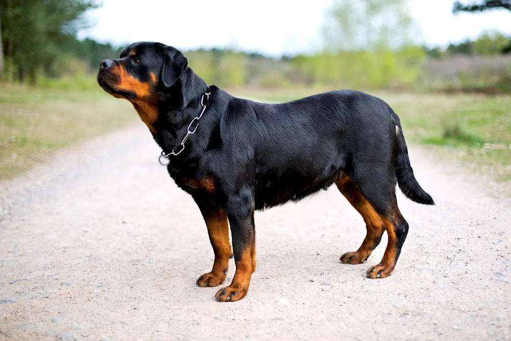 Unbought Rottweiler