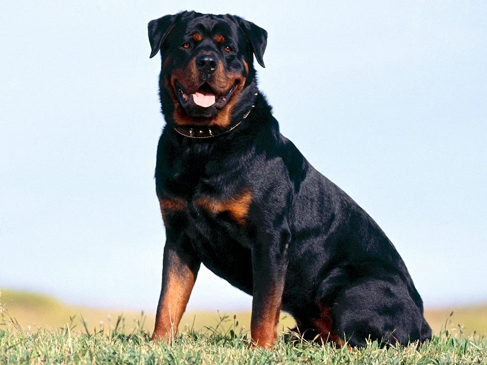 Rottweiler with tail