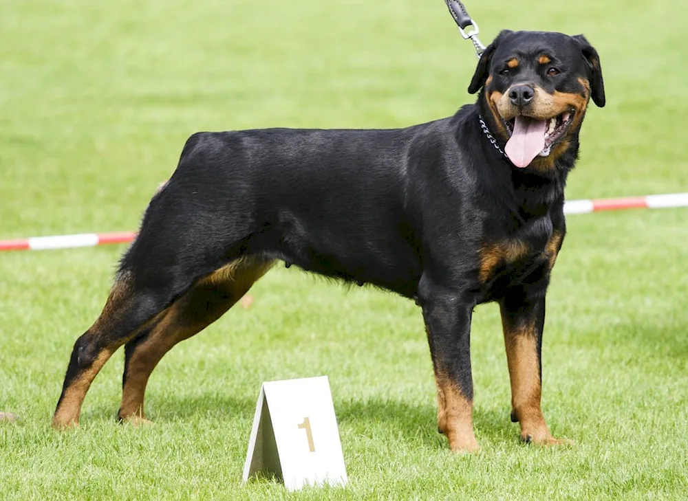 Unbought Rottweiler